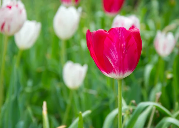 Группа Красивых Розовых Красных Тюльпанов Размытым Зеленым Фоном Весенние Обои — стоковое фото