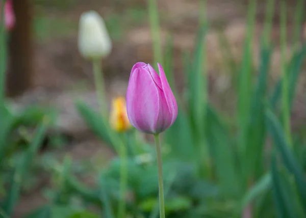Крупный План Одного Цветка Тюльпана Размытыми Цветами Качестве Фона Весенние — стоковое фото
