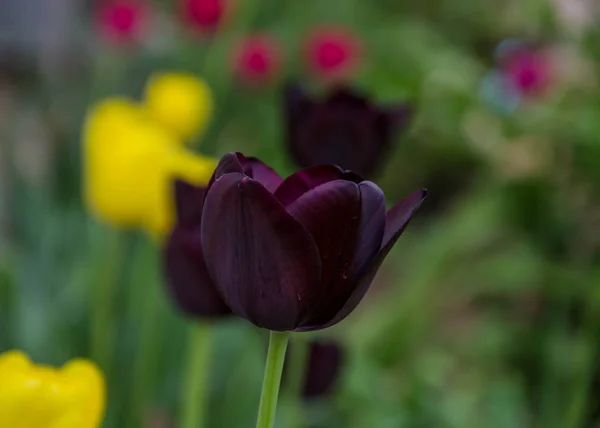 Close-up of a single tulip flower with blurred flowers as background, spring wallpaper, selective focus, colorful tulips field