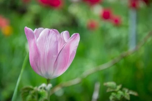 Крупный План Одного Цветка Тюльпана Размытыми Цветами Качестве Фона Весенние — стоковое фото