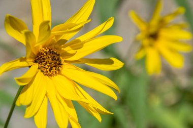Sarı dairesel tüylü ayçiçeği (Helianthus hirsutus) arka planda diğer bulanık çiçekler ile, tüylü sapları ile sarı yaprakları, geç yaz çiçeklenme, sonbahar çiçekleri