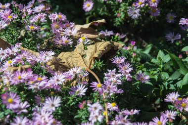 Küçük mor çiçekler ile güzel dekoratif bahçe bitki - Alpine Aster (Aster alpinus). Üstünde soluk ağaç yaprağı olan sonbahar çiçeklerinin tarlası, çiçek deseni, sonbahar konsepti