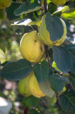 Yeşil yaprakları ile bir ağaç üzerinde Olgun sarı ayva meyve, sonbahar sezonunda yeşillikleri, geç yaz gıda, tarımorganik bahçe - gündüz