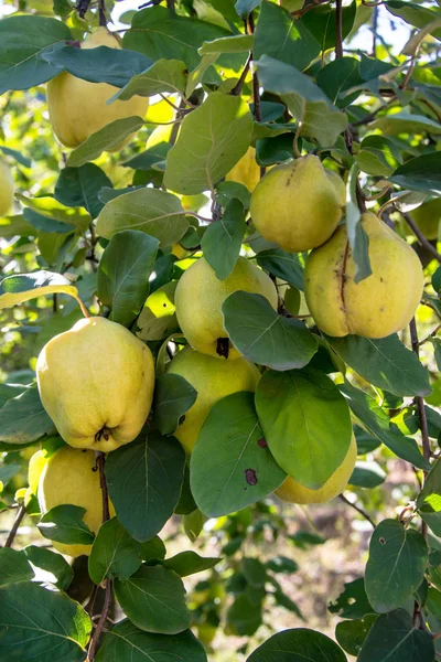 Ripe Yellow Quince Fruits Tree Green Leaves Foliages Fall Season — Stock Photo, Image