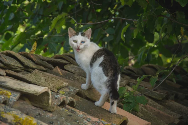 Bellissimo Gatto Colorato Con Due Occhi Diversi Tetto Scena Rurale — Foto Stock