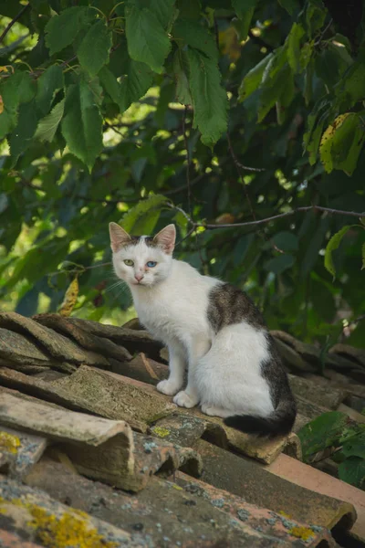 Gato Colorido Bonito Com Dois Olhos Diferentes Telhado Cena Rural — Fotografia de Stock
