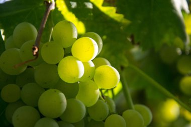 Asma üzerinde olgun yeşil şarap üzüm yakın çekim, sonbahar hasat üzüm. Sonbaharda meyveler. hasat için hazır güzel üzüm