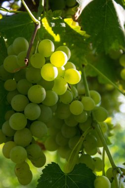 Asma üzerinde olgun yeşil şarap üzüm yakın çekim, sonbahar hasat üzüm. Sonbaharda meyveler. hasat için hazır güzel üzüm