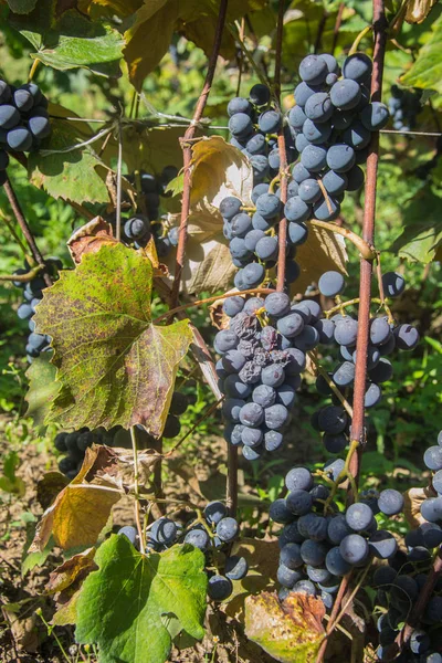 Närbild Mogna Blå Vindruvor Vinstockar Vingårdar Höstskörden Frukter Höst Vackra — Stockfoto