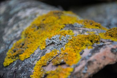 Sarı ve gri yosunlarla kaplı çatı fayanslarının yakın çekimi. Yosun kaplı eski fayanslar. Kabataslak yapı arkaplanı. 