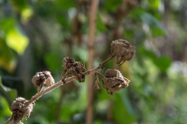 Doğada kurumuş yabani çiçek, bulanık arka planlı seçici odak, doğada sonbahar sahnesi, çiçek kapsülü.