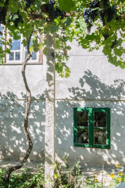 Camının arkasında şişeler olan eski paslı yeşil pencere, dış bina. Penceredeki hasarlı yeşil boya dokusu 