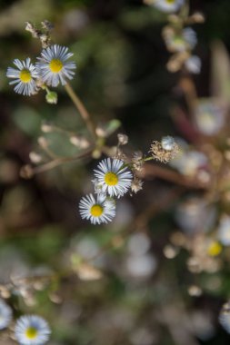 Papatya tarlası çiçekleri. Güneş ışığında papatyalar. Tıbbi papatyaları çiçek açmış güzel bir doğa geçmişi var. Doğal bahar arkaplanı, çayır çiçekleri.