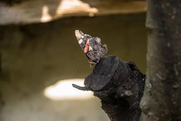 Bela Borboleta Urticária Aterrissou Ramo Uma Árvore Fundo Borrado Natural — Fotografia de Stock