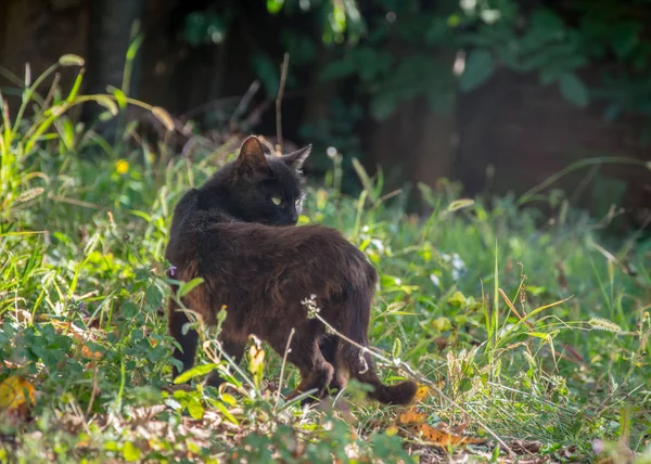 Gato Preto Com Belos Olhos Andando Jardim Animais Vadios Fundo — Fotografia de Stock
