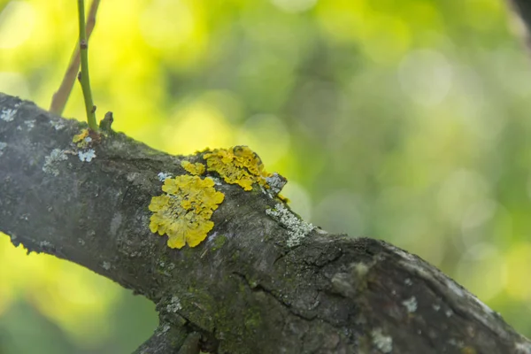 Musgo Amarelo Uma Árvore Velha Floresta Foco Seletivo Latido Com — Fotografia de Stock