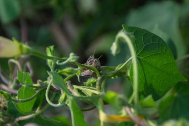 Bahçedeki böcekler, üst üste iki çekirge, çimlerin üzerinde, yeşil yapraklar, doğal arka plan.
