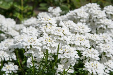 İberis sempervirens alanı çiçek açıyor. Bahçedeki güzel beyaz çiçekler. Çiçek arka planı
