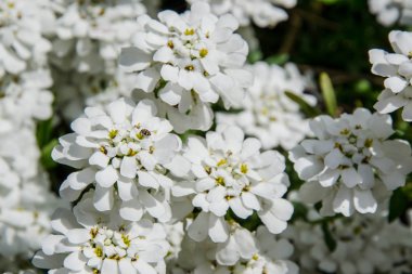 İberis sempervirens alanı çiçek açıyor. Bahçedeki güzel beyaz çiçekler. Çiçek arka planı