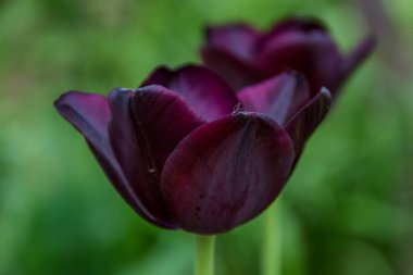 Arka plan olarak bulanık çiçekleri olan iki koyu mor lale çiçeğinin yakın çekimi, bahar duvar kağıdı, seçici odak, renkli lale tarlası