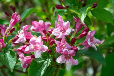 Weigela Rosea huni şeklindeki pembe çiçeğe yakından bakın, tamamen açık ve kapalı, yeşil yapraklı küçük çiçekler. Pembe parlak yaprakların seçici odak noktası, doğa.