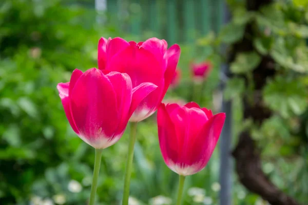 Groupe Belles Tulipes Roses Rouges Avec Fond Vert Flou Papier — Photo