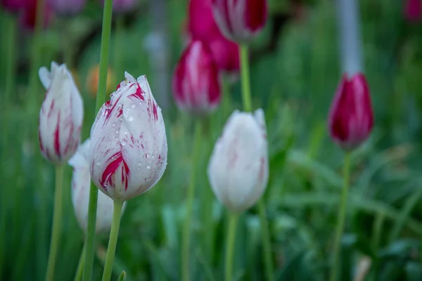 Close-up of red and white tulips with water drops with blurred green background, spring background, tulips field, springtime blossom after rain
