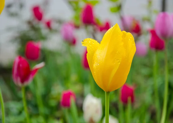 Close Yellow Tulips Water Drops Blurred Green Background Spring Background — Stock Photo, Image