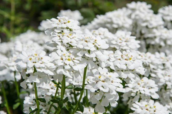 İberis sempervirens alanı çiçek açıyor. Bahçedeki güzel beyaz çiçekler. Çiçek arka planı