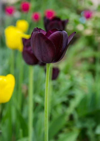 Close Two Dark Purple Tulip Flowers Blurred Flowers Background Spring — Stock Photo, Image