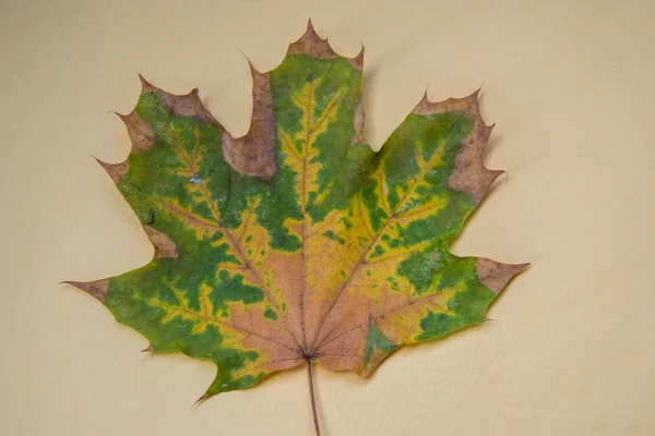 Feuille Automne Isolée Sur Fond Jaune Pâle Couleur Dégradée Belle — Photo