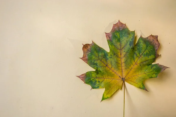 Hoja Aislada Otoño Sobre Fondo Amarillo Pálido Color Degradado Hermosa — Foto de Stock