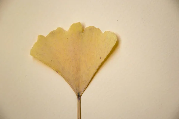 Hoja Ginkgo Amarillo Usada Medicina Hoja Otoño Sobre Fondo Amarillo — Foto de Stock