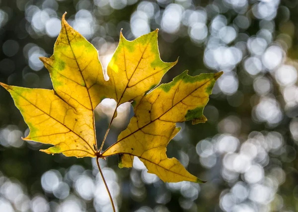 Единственный Желтый Лист Размытом Фоне Осенняя Концепция Красивый Боке Лист — стоковое фото