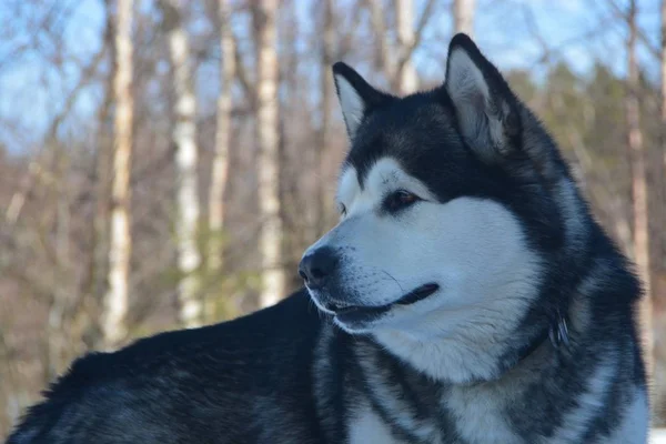 Hund Snön Vinter Karelen — Stockfoto