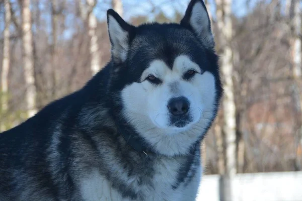 Hund Schnee Winter Karelien — Stockfoto