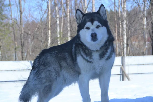 Pies Śniegu Zima Karelii — Zdjęcie stockowe