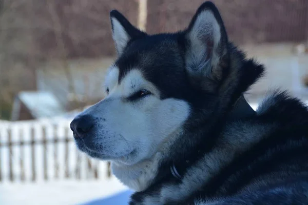 Собака Снегу Зима Карелии — стоковое фото