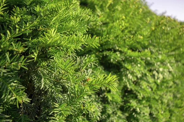 美しい松の木の枝の背景 — ストック写真