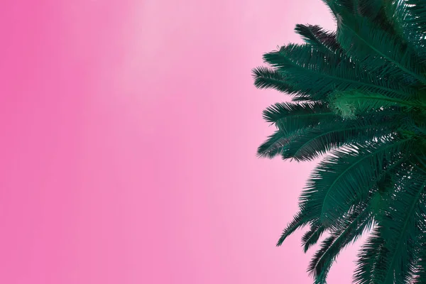 Palmera Hojas Verdes Sobre Fondo Rosa Cambiando Tono Color — Foto de Stock