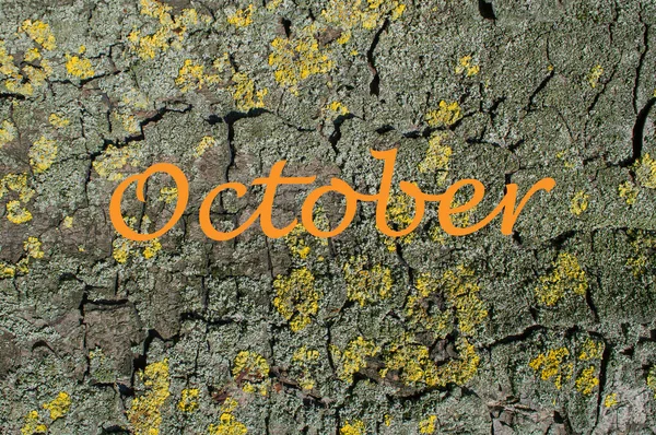 Dry bark tree with yellow moss background texture. Yellow lichen on wood. October word.