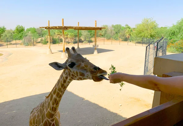 Belle Girafe Long Cou Gros Plan Tête Girafe Dans Zoo — Photo