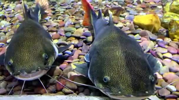 Roodstaart Meerval Aquarium Phractocephalus Hemioliopterus Sluiten — Stockvideo