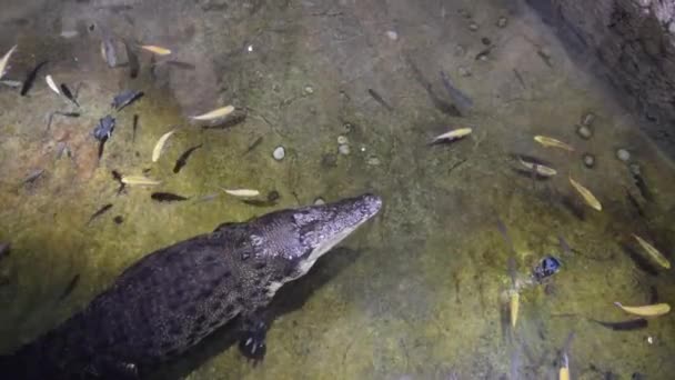 Vue de dessus du crocodile à la surface de l'eau avec beaucoup de petits poissons autour. Un énorme alligator dans un zoo sous-marin. Crocodile d'eau salée