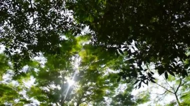 Ağaç dallarından süzülen güneş ışığı. Güzel güneş yeşillikte parıldıyor. 