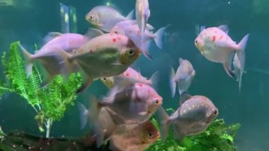 Benekli gümüş dolar, metinnis maculatus. Birçok dolar balığı akvaryum suyunda yüzer. Gümüş Pomfret.