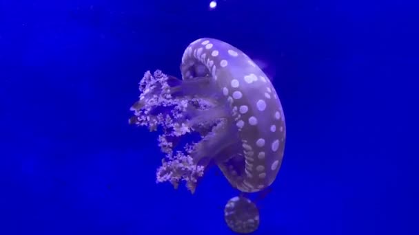 水族館で水中で美しいクラゲを発見した 発見されたゼリーまたはパプアンクラゲ — ストック動画