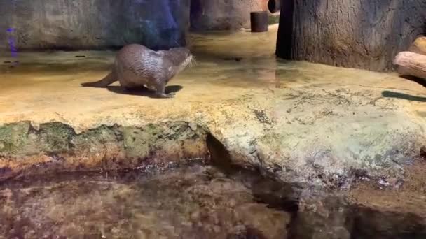 Asiatische Kleine Krallenotter Einem Zoo Drei Putzige Fischotter Springen Ins — Stockvideo