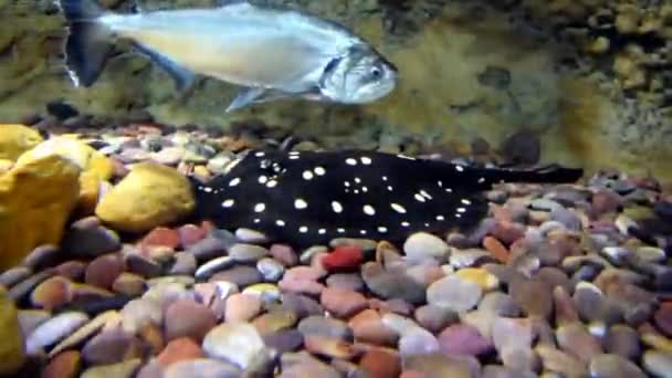 Stingray Diamante Negro Pone Parte Inferior Del Acuario Potamotrygon Leopoldi — Vídeo de stock