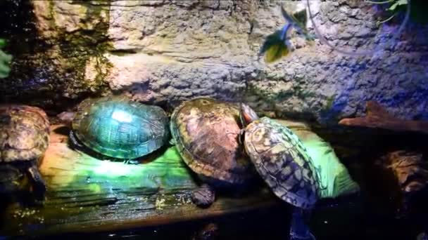 Many red-eared turtles or red-eared sliders, terrapins lays on tree in zoo. — Stock Footage Many Red Eared Turtles Red Eared Sliders Terrapins Lays Tree Stock Footage